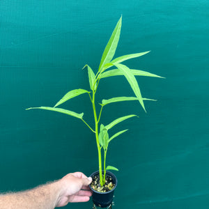 Kangkung - Ipomoea aquatica NEW