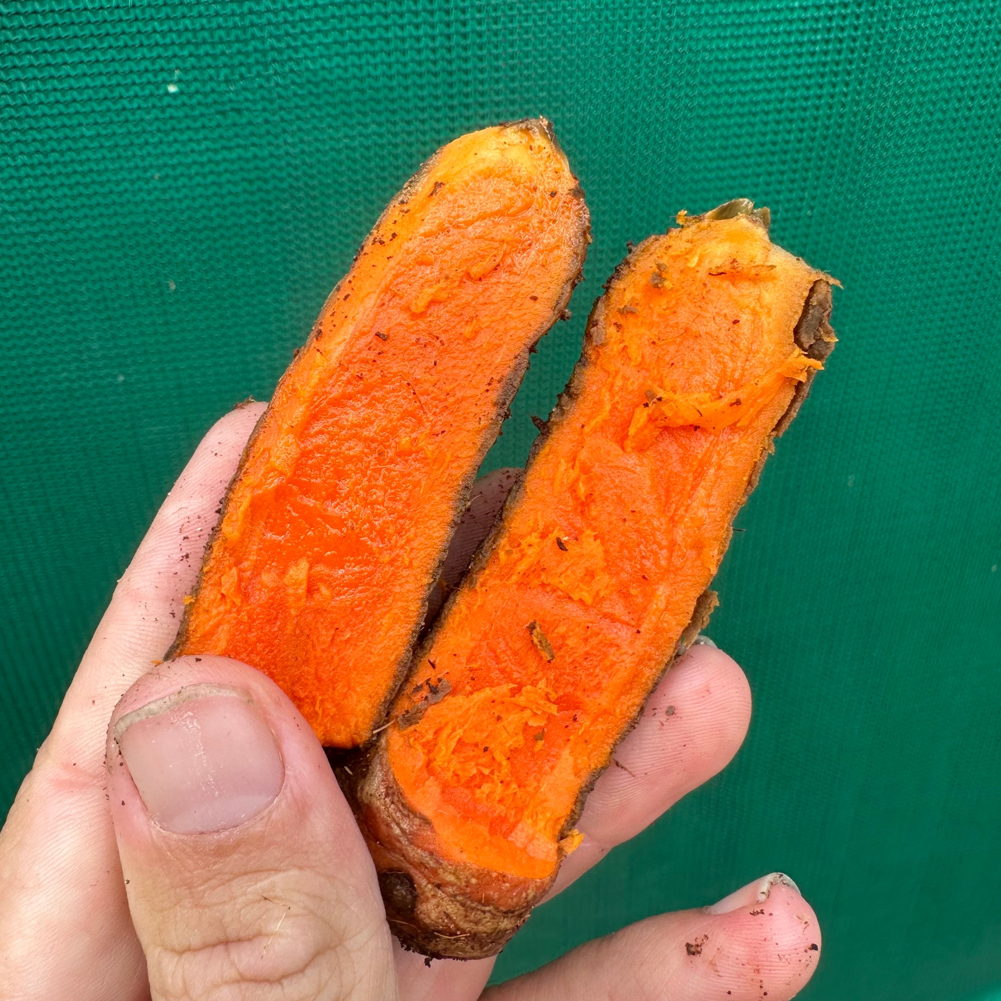 Tumeric Marrow Tumeric - Madras - Edible Jungle Nursery