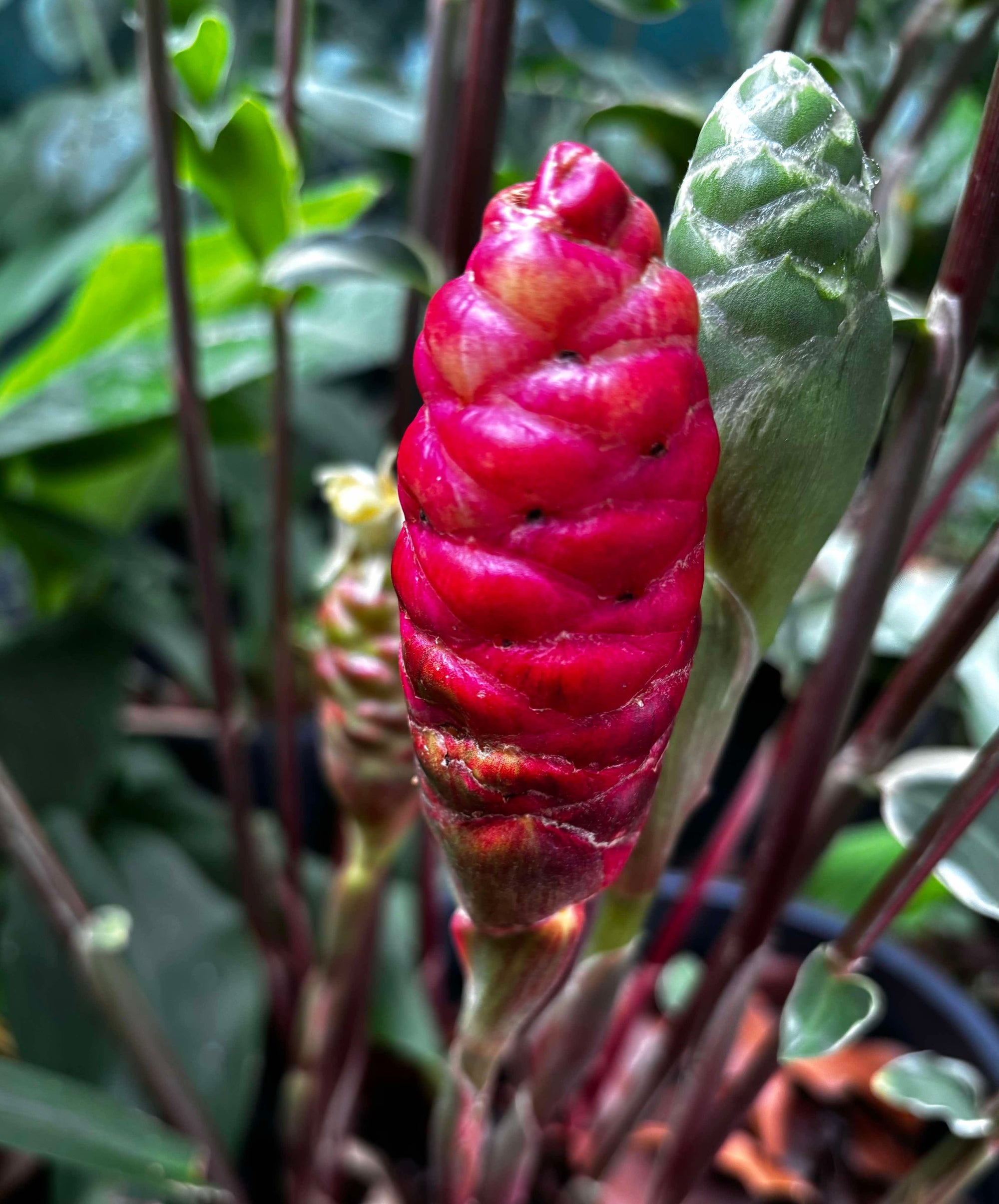 Variegated Shampoo Ginger - Zingiber zerumbet NEW