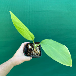 Chinese Keys - Boesenbergia rotunda NEW