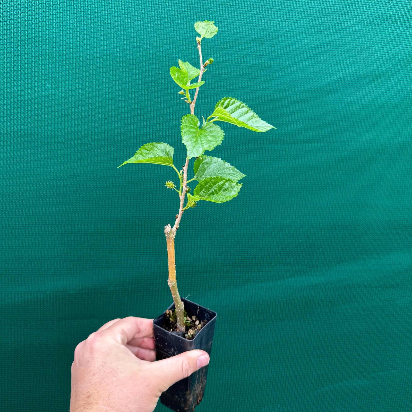 Mulberry ‘Dwarf Black’ - Morus nigra NEW