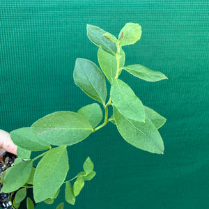 Blueberry ‘Premier’ NEW