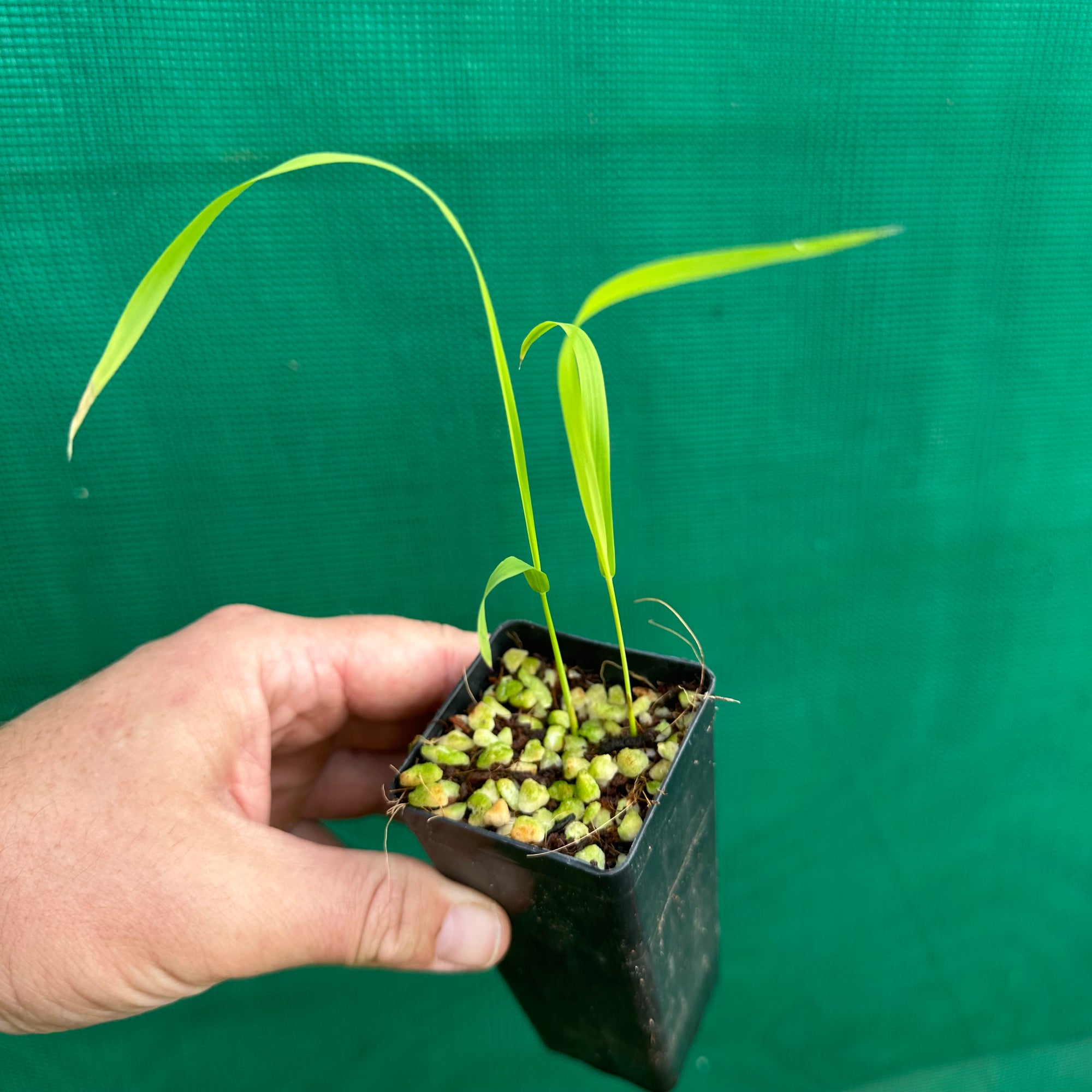 Black Rice - Oryza sativa NEW