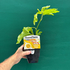 Passion Fruit - Golden Nugget NEW