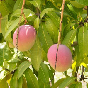 Mango - Kensington Pride