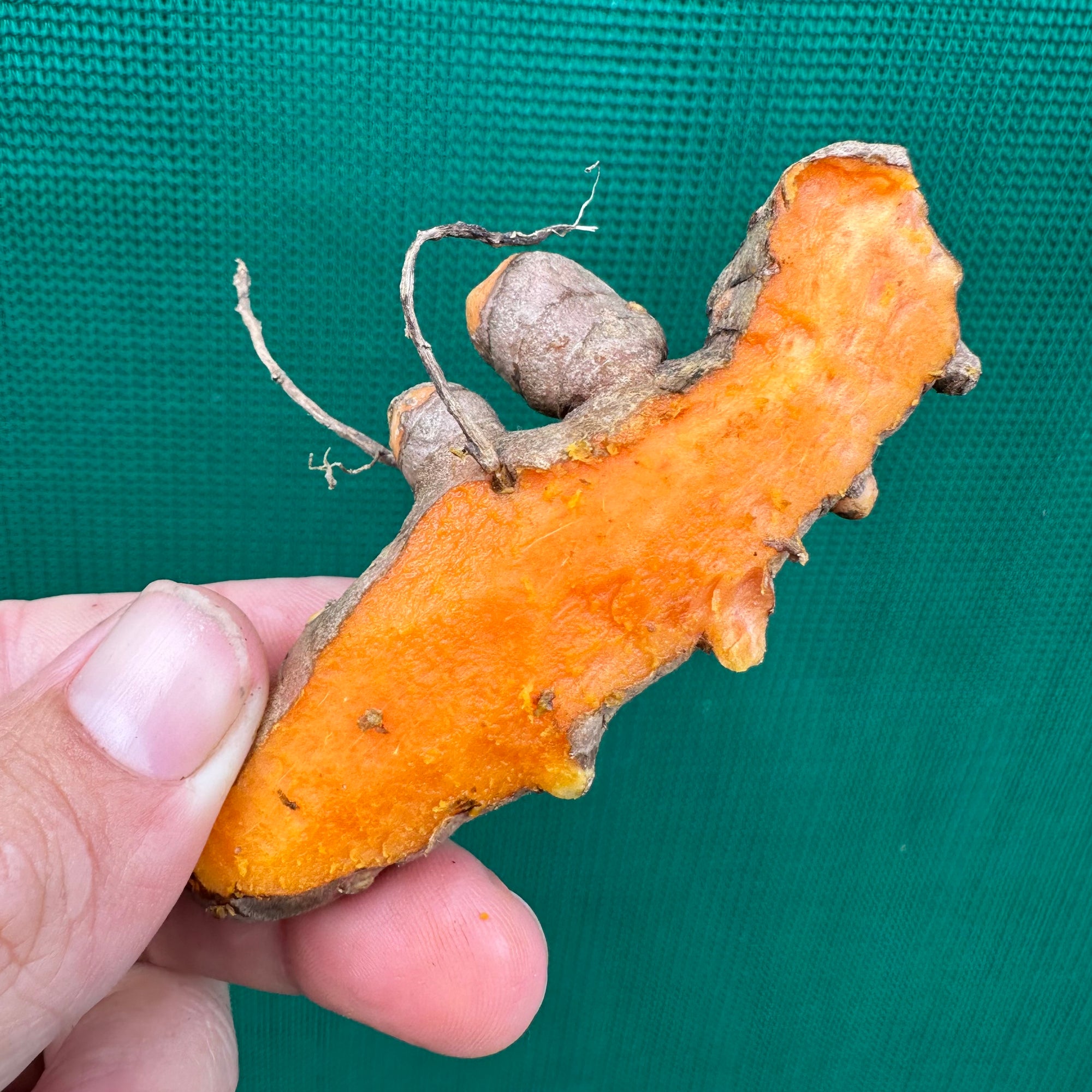 Tumeric - Madras