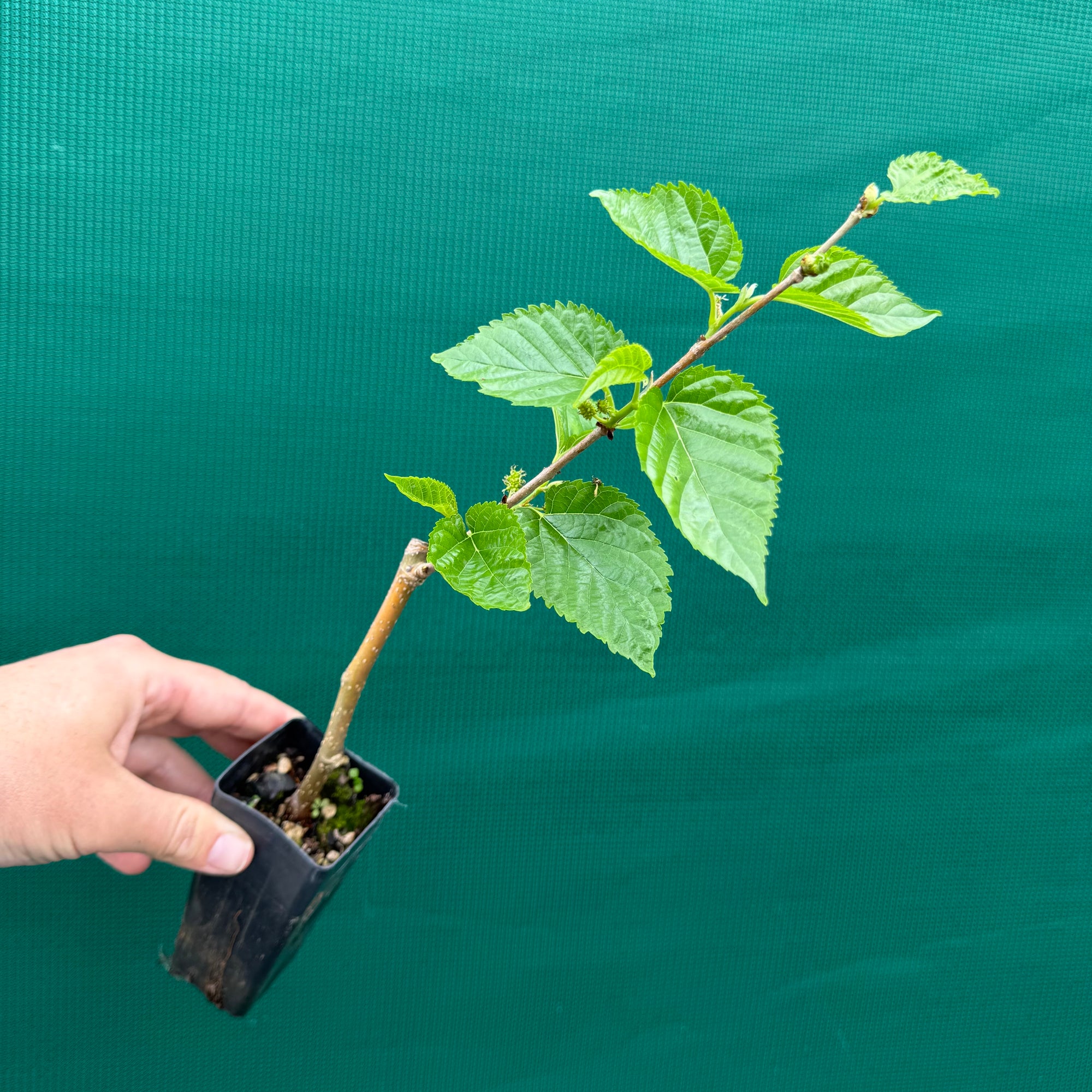 Mulberry ‘Dwarf Black’ - Morus nigra NEW