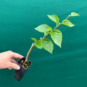 Mulberry ‘Dwarf Black’ - Morus nigra NEW