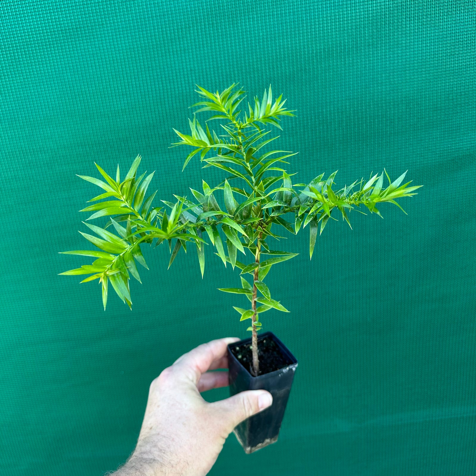 Bunya Pine - Araucaria bidwillii NEW