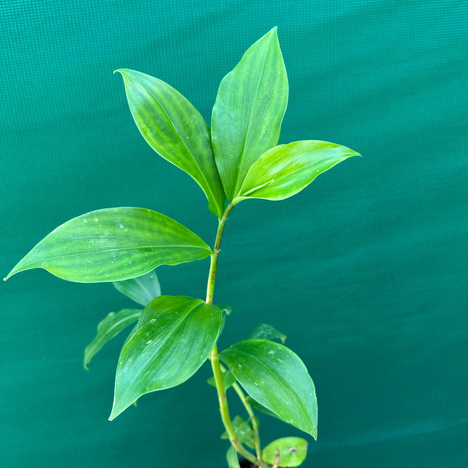 Spiral Ginger - Costus barbatus