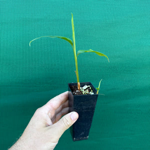 True Cardamom - Elettaria cardamomum NEW