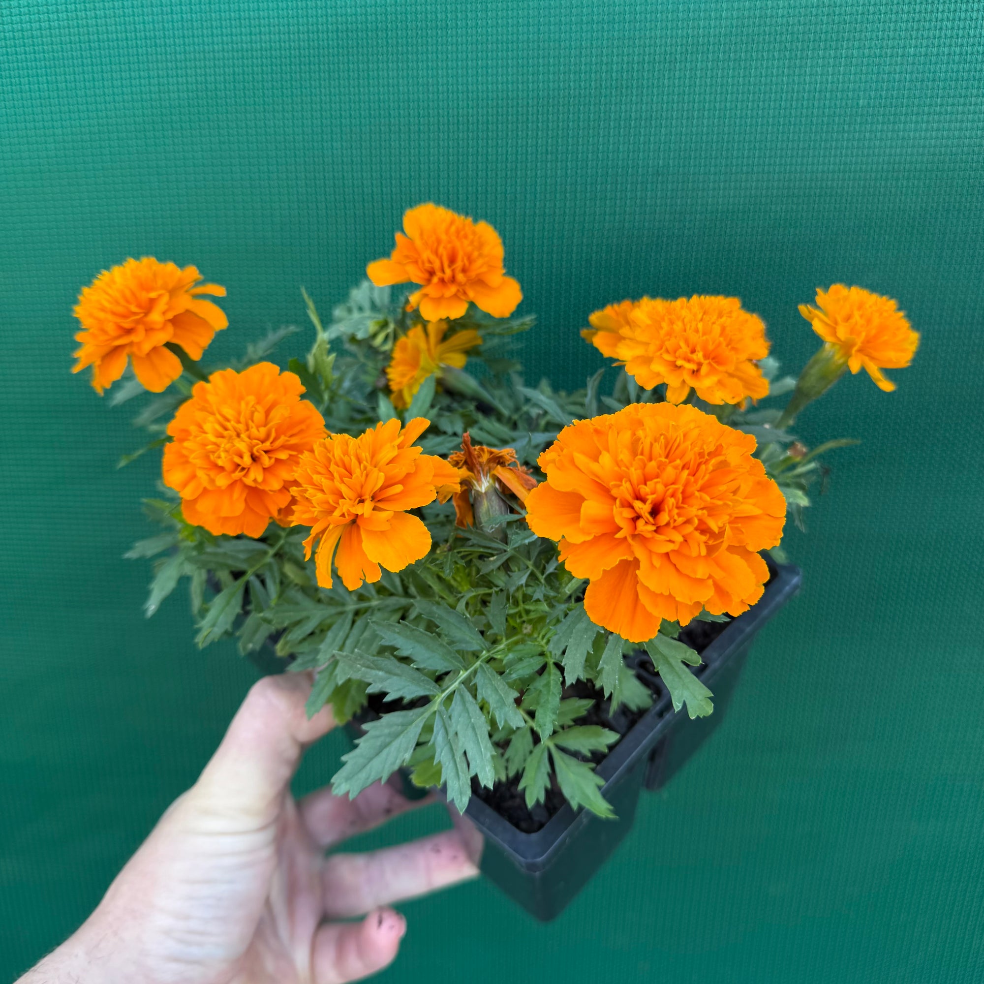 Marigold - French Orange NEW