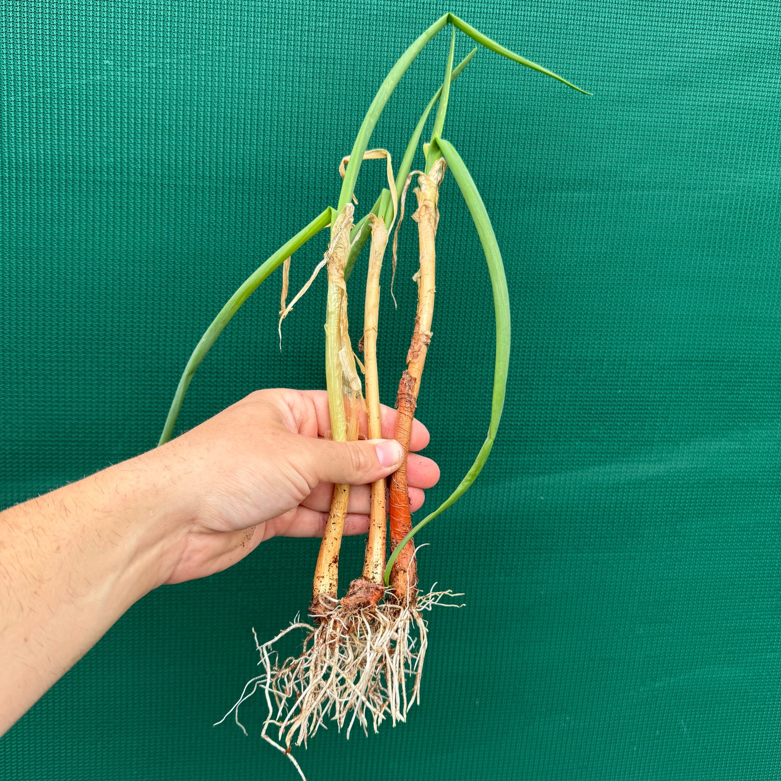 Egyptian Walking Onion NEW