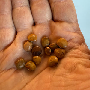 Yam Bean - Pachyrhizus erosus
