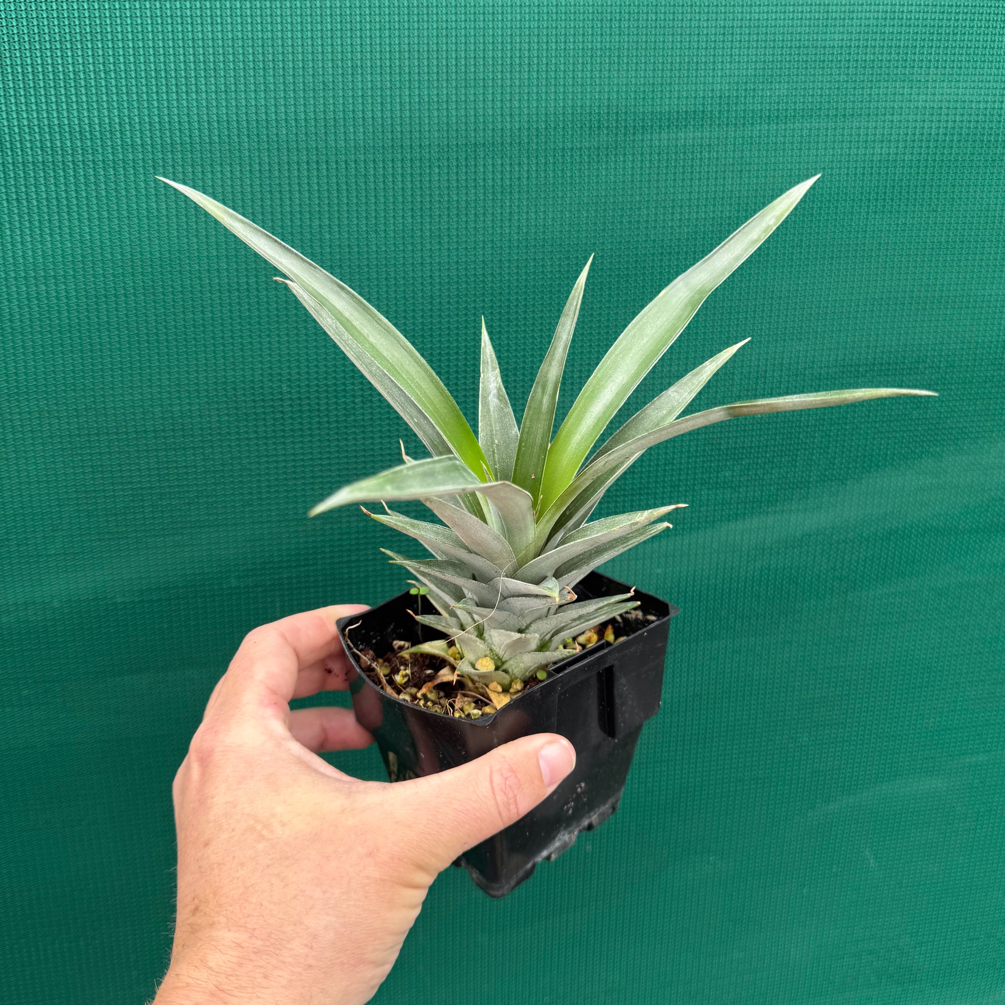 Pineapple ‘F180’ NEW