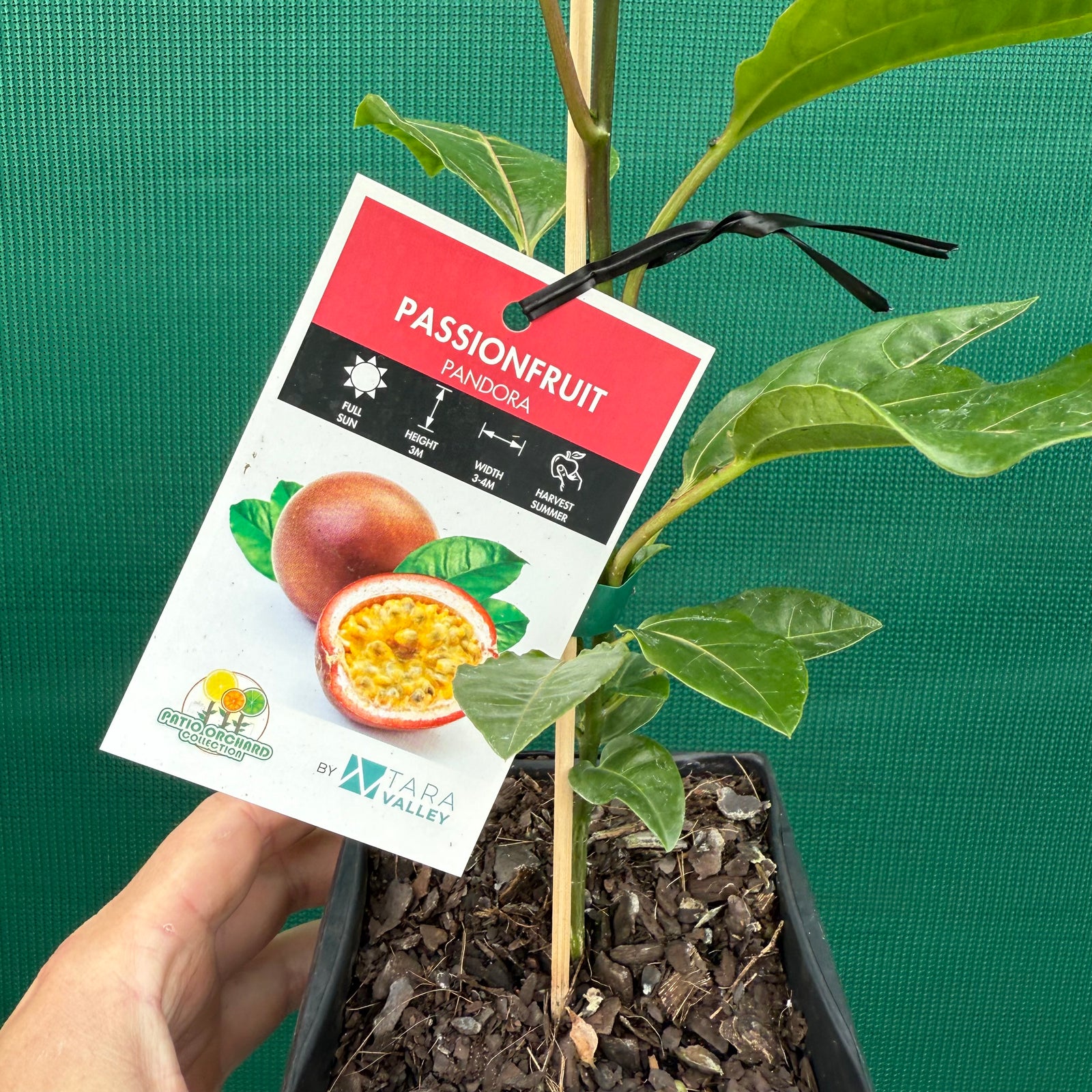 Passion Fruit - Pandora NEW