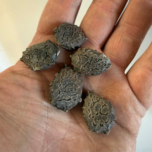 Gac fruit (Momordica cochinchinensis)
 NEW