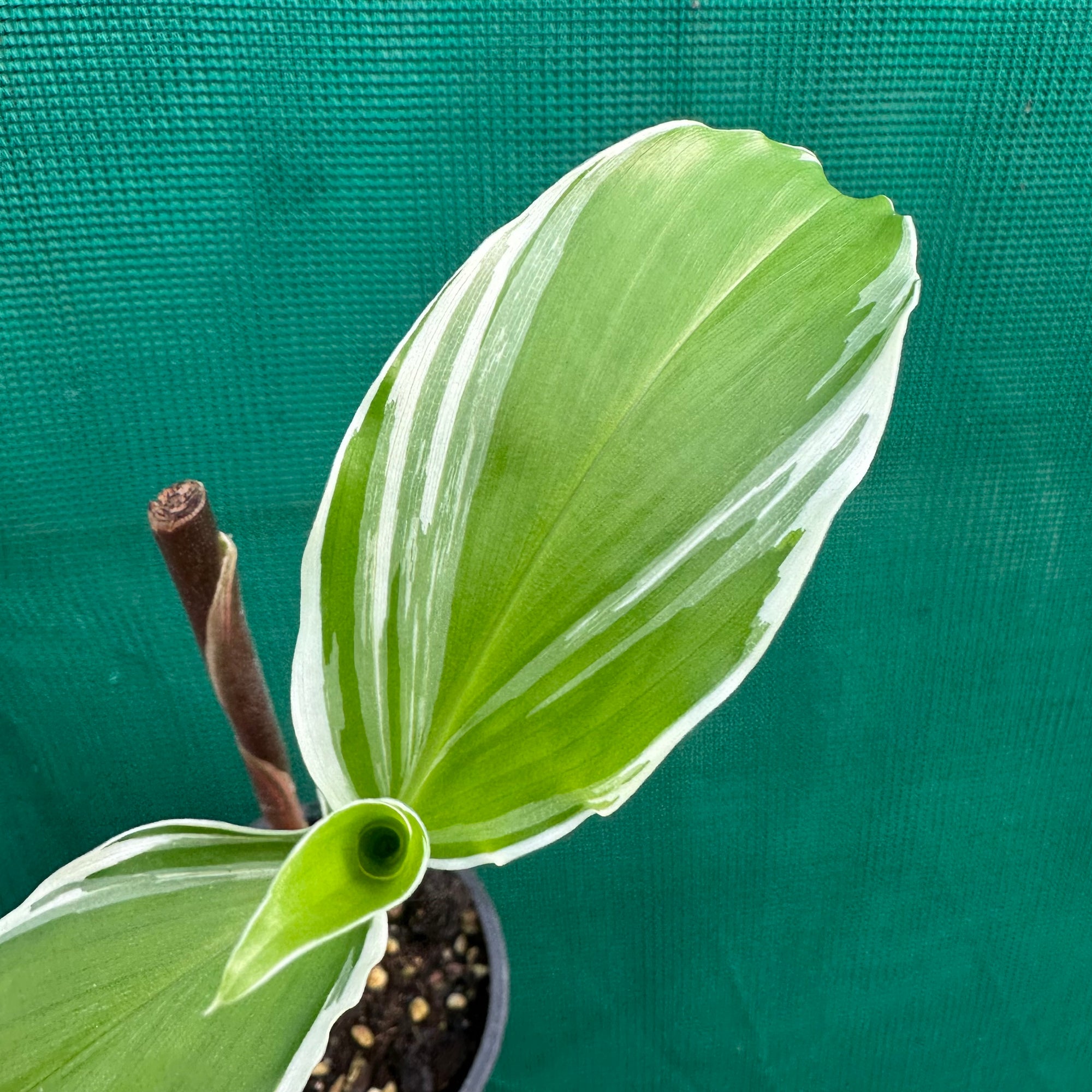 Variegated Shampoo Ginger - Zingiber zerumbet NEW