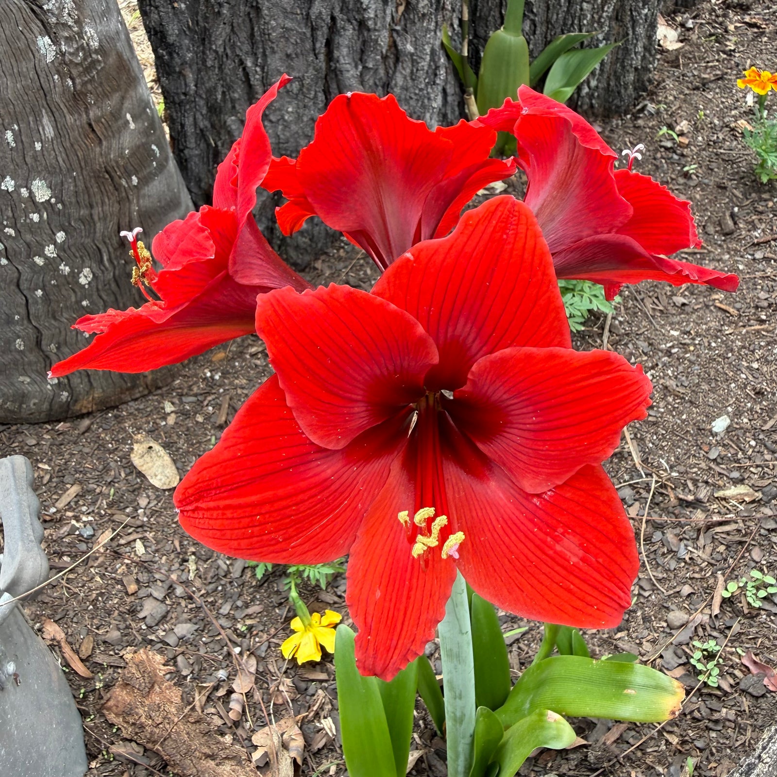 Hippeastrum ‘Top Choice’ NEW