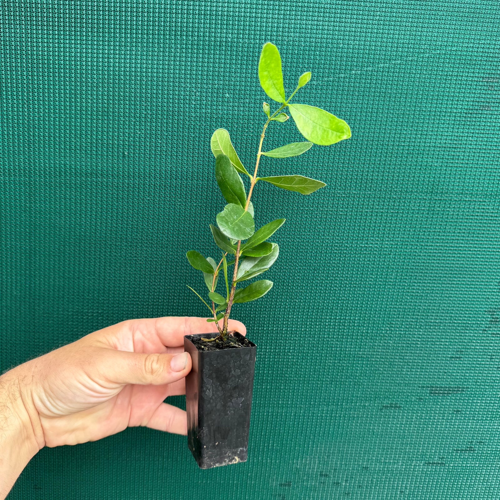 Feijoa - Pineapple Guava NEW