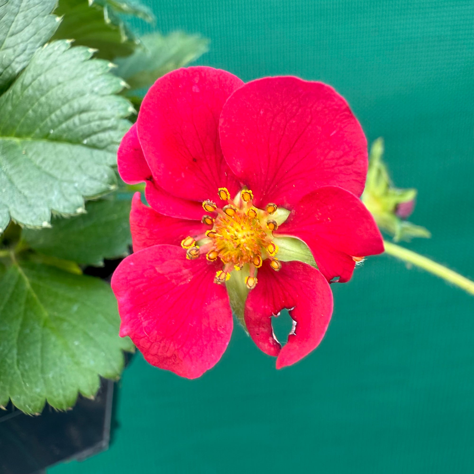 Strawberry - Ruby Red NEW