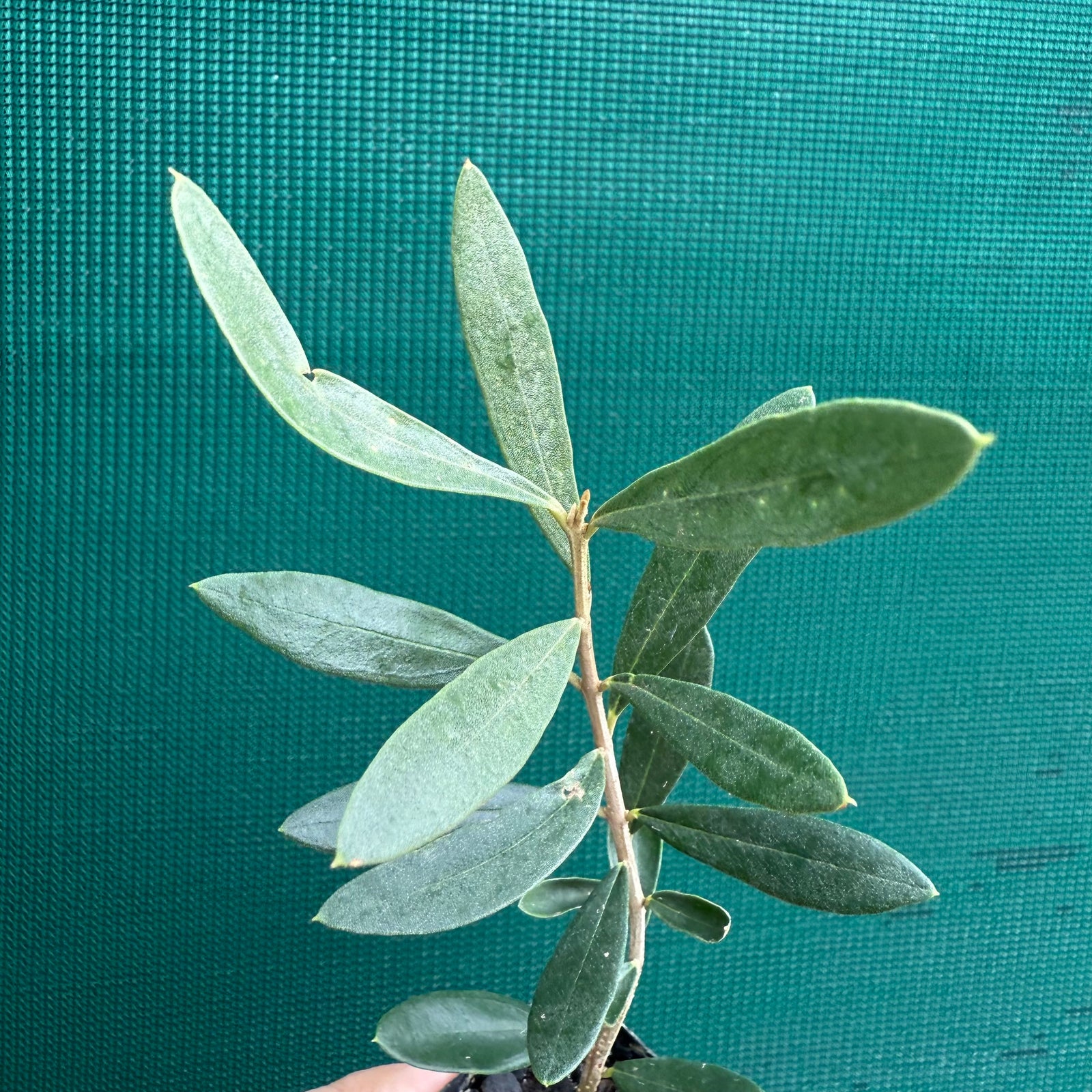 Olive ‘Helena’ NEW