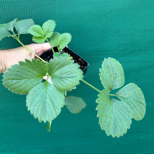 Strawberry - Red Gauntlet NEW