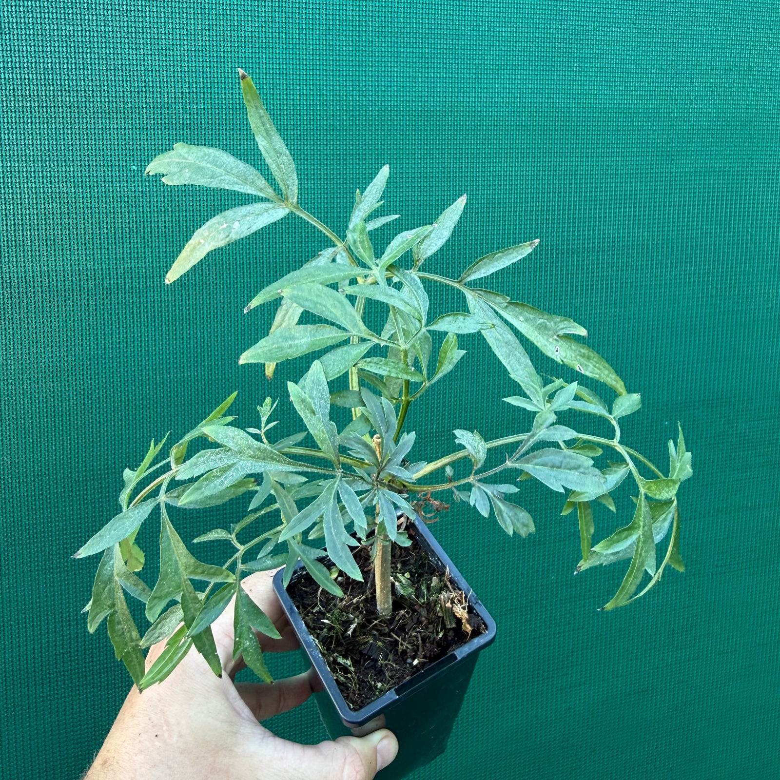 Elderberry ‘Fancy Leaf’ NEW