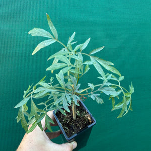 Elderberry ‘Fancy Leaf’ NEW