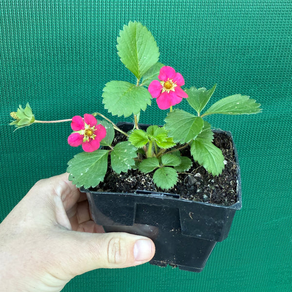 Strawberry - Pinkie - Edible Jungle Nursery