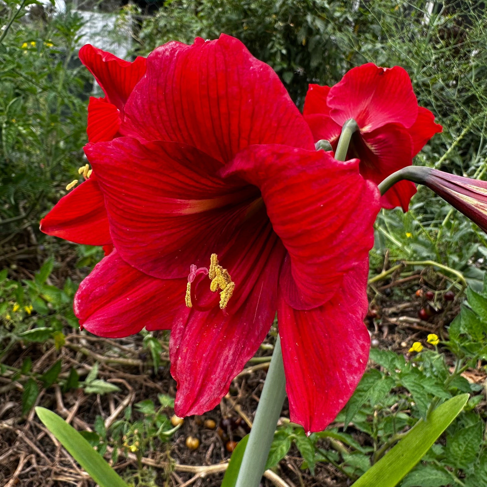 Hippeastrum ‘Amico Sonatini’