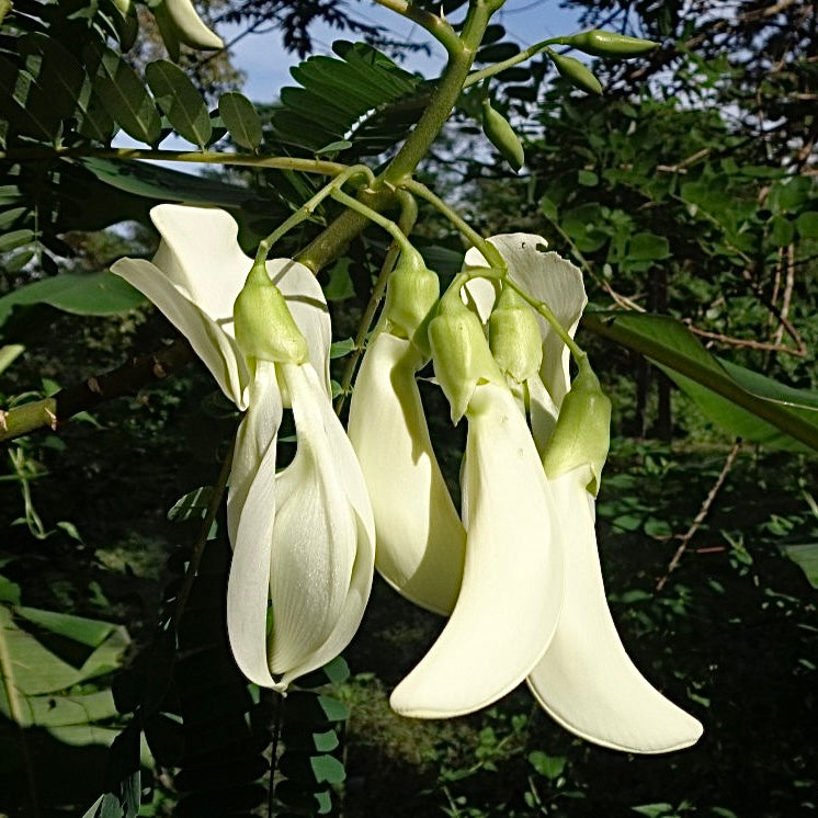 Hummingbird Tree (Sesbania grandiflora) NEW