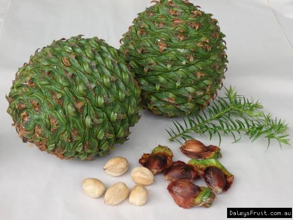 Bunya Pine - Araucaria bidwillii NEW