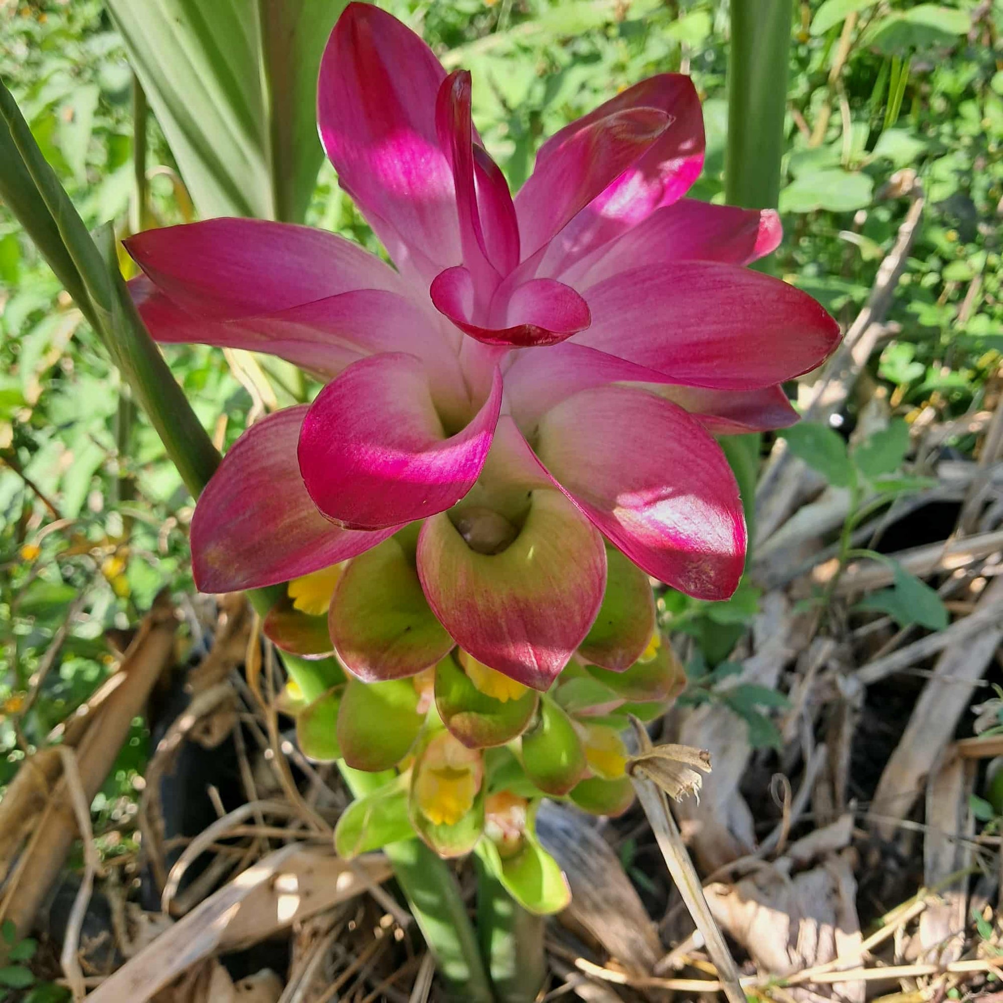 Temulawak - Curcuma xanthorrhiza NEW