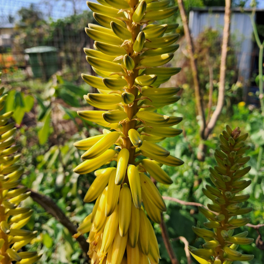 Aloe vera barbadensis ‘Miller’ NEW