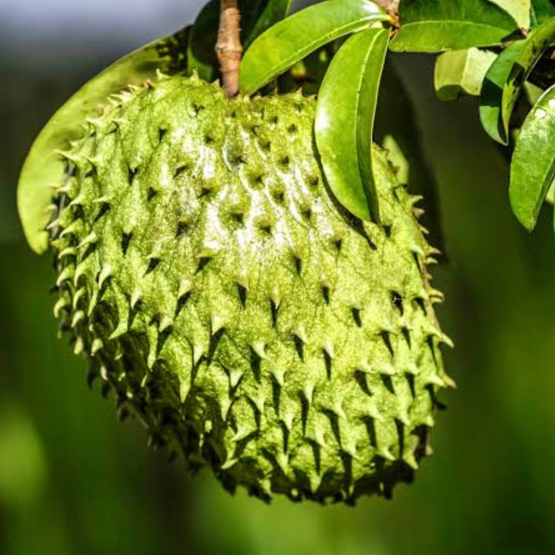 Soursop - Annona muricata - Edible Jungle Nursery