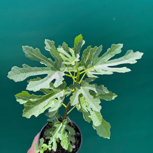 Fig Tree - Brown Turkey NEW