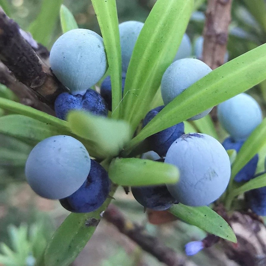Plum Pine (Podocarpus elatus) NEW