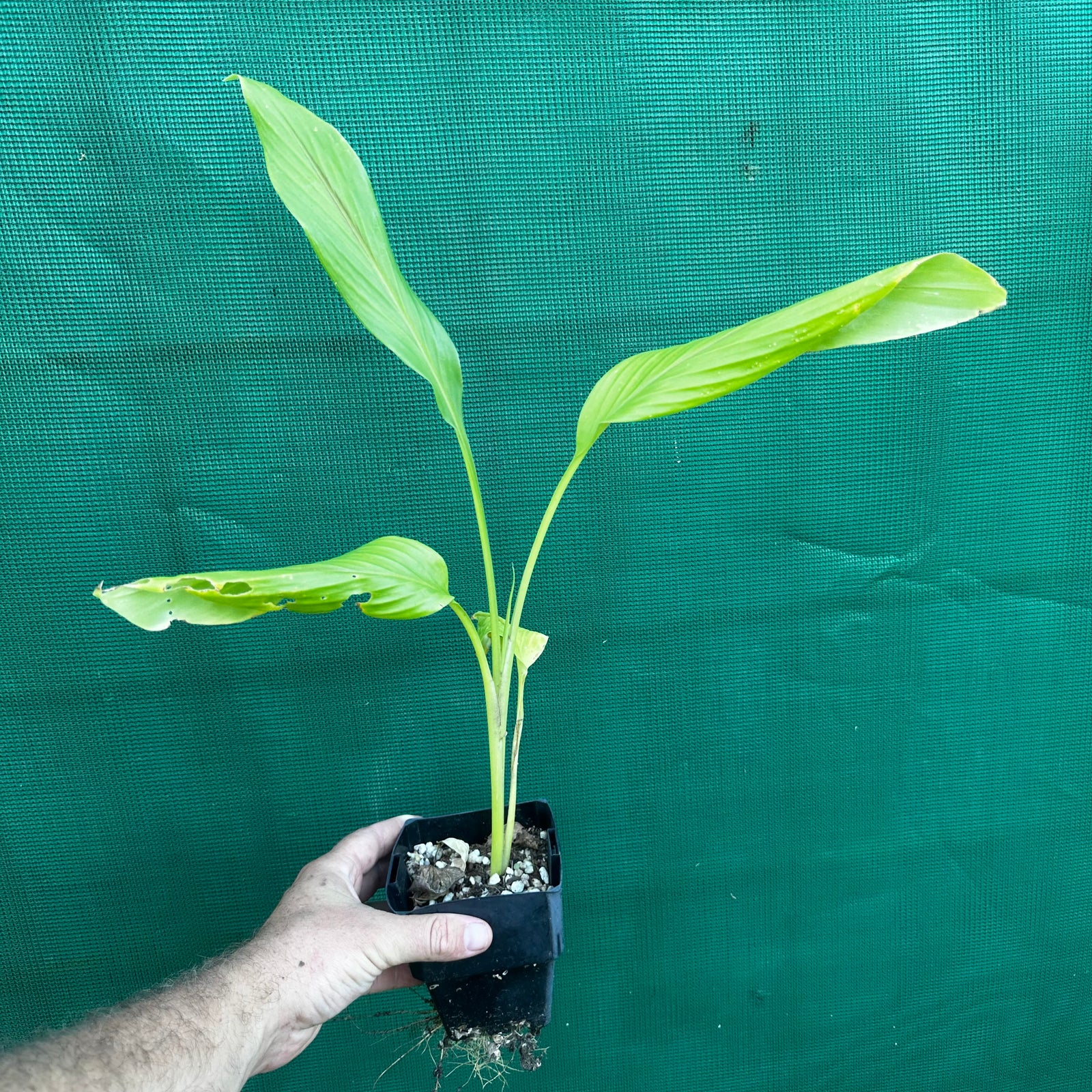 Temulawak - Curcuma xanthorrhiza NEW