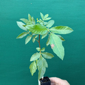 Burdekin plum - Pleiogynium timorense NEW