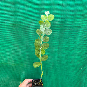 Queensland Silver Wattyl - Acacia podalyriifolia