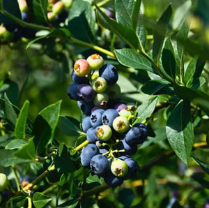 Blueberry ‘Premier’ NEW