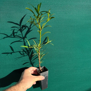 Plum Pine (Podocarpus elatus) NEW