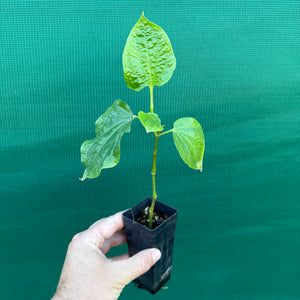 Betal Leaf Pepper - Piper sarmentosum