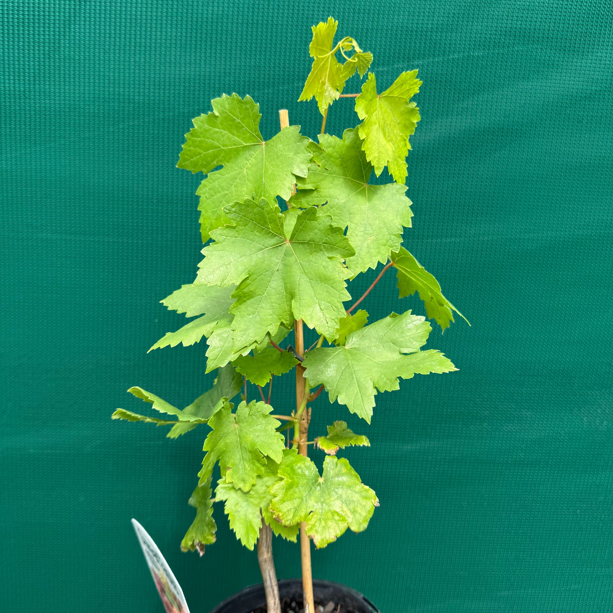 Grape ‘Red Globe’ NEW