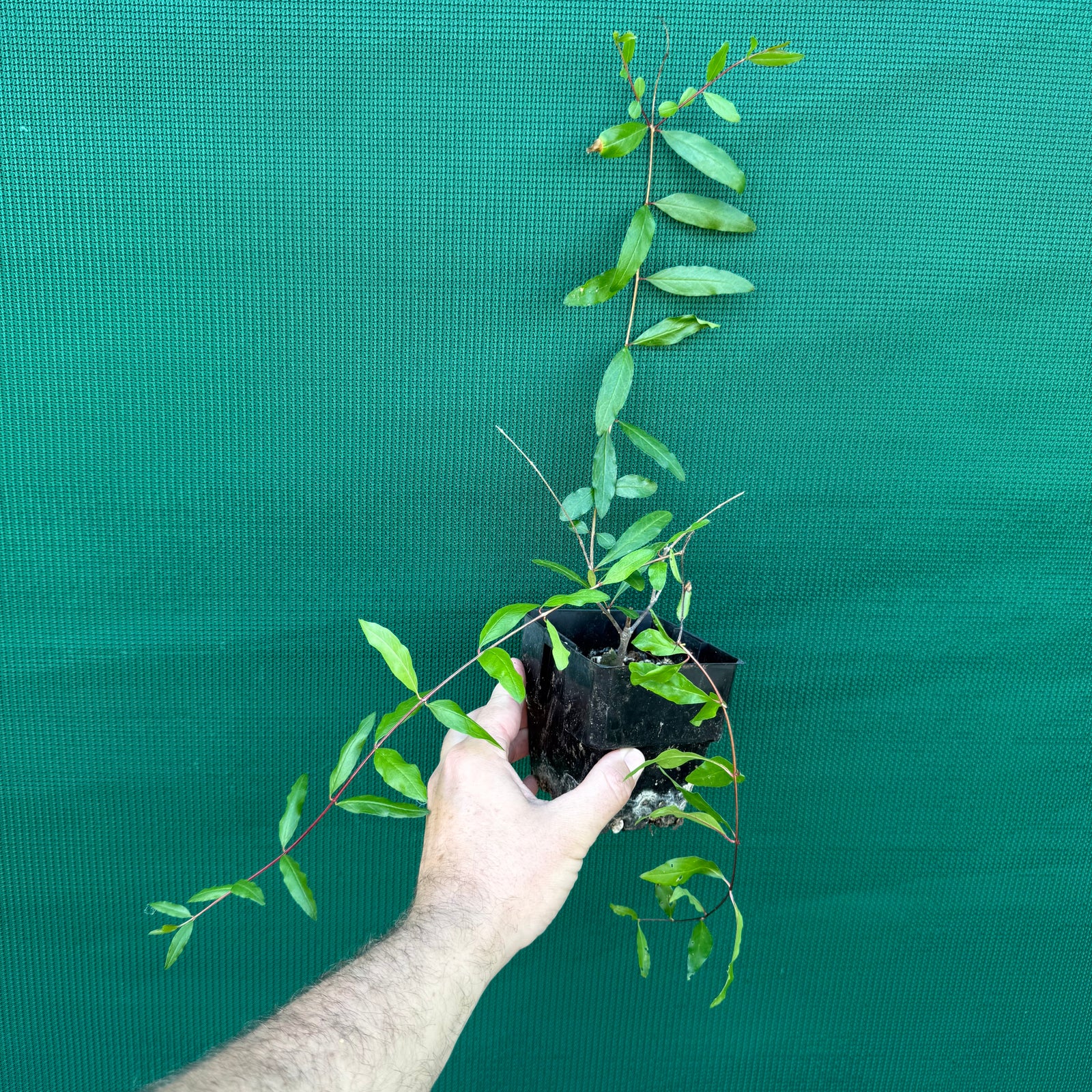 Pomegranate ‘Black’ NEW