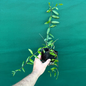 Pomegranate ‘Black’ NEW