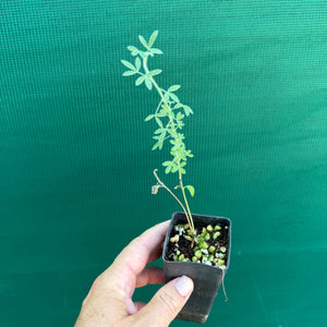 Tagasaste - Tree Lucerne NEW