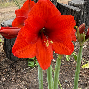 Hippeastrum ‘Orange Sovereign’ NEW