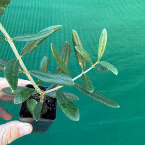 Olive ‘Tolley’s Upright’ NEW